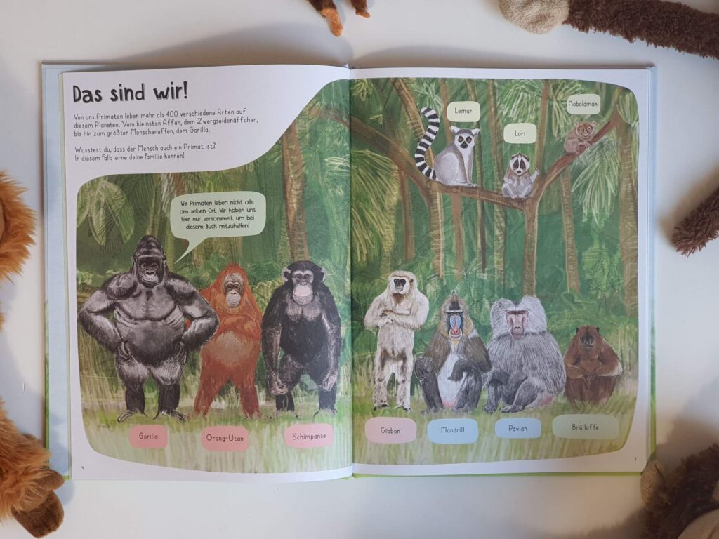 Egal ob geselliger Schimpanse, starker Gorilla, schneller Gibbon oder lauter Brüllaffe - hier werden alle Affenarten heiß geliebt. Da kommt ein Buch über Affen aus aller Welt genau richtig. In "Das Affen-Buch - Zu Besuch bei Primaten aus aller Welt" von Katie Viggers zeigt in farbenfrohen Illustrationen und lustigen Texten die Vielfalt der schlauen, bunten und kuriosen Affenwelt. Ein Sachbilderbuch mit affenstarken Fakten und ganz viel Angeberwissen für Kinder ab 6 Jahren.