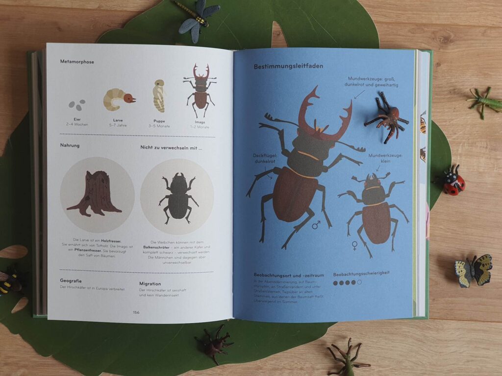 Totenkopfschwärmer, Hirschkäfer und Biene - ihr wisst vielleicht, dass mir die Liebe zu Insekten buchstäblich unter die Haut geht (genau diese Insekten trage ich nämlich als Tattoo). Daher muss ich euch auch direkt von diesem wunderschönen Insekten-Buch erzählen. In "Insektorama - Entdecke und beobachte die faszinierende Welt der Insekten" von Lisa Voisard werden nich nur 30 Insekten von Ameise bis Wespe porträtiert, sondern auch viel Wissen rund um Metamorphose, Lebensräume und Insektenschutz vorgestellt. Der Knaller bei diesem Buch sind vor allem die herausragenden Illustrationen und die vielen Tipps für Kinder ab 8 Jahren, um Insekten selbst zu beobachten.