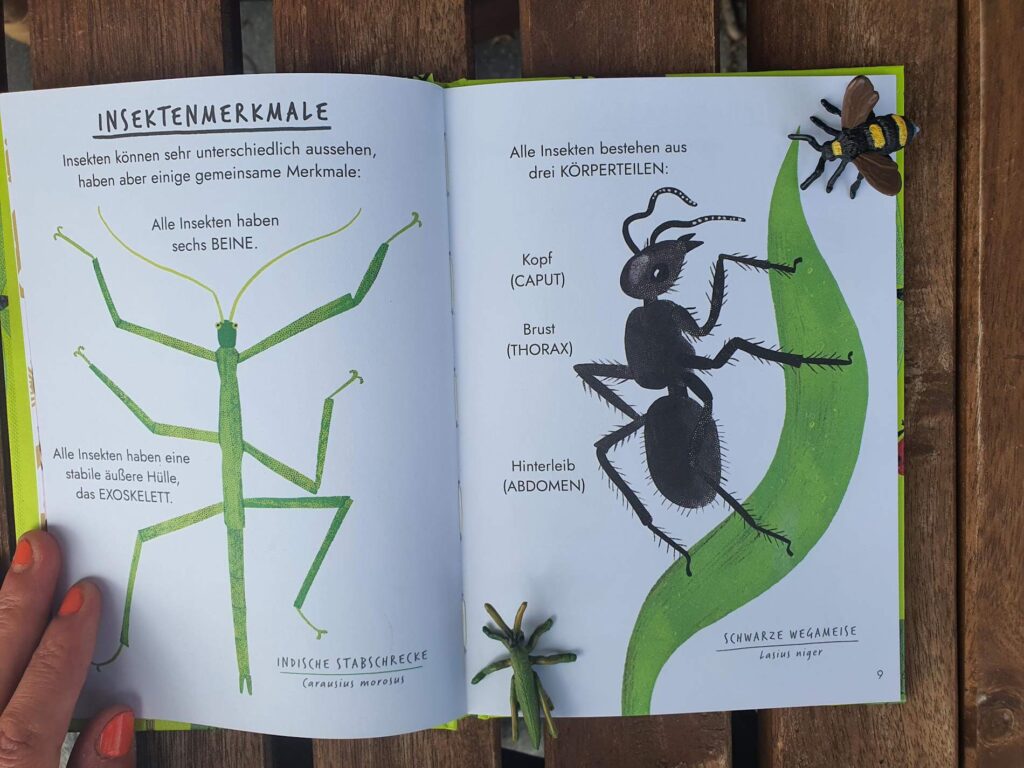 Bereits Nina Chakrabartis kleiner Naturführer "Hallo Pilze" hat mir so gut gefallen. Jetzt ist der ebenso schön illustrierte Nachfolger über Insekten herausgekommen. Ist ja klar, dass ich den genauso liebe! "Hallo Insekten - Ein kleiner Naturführer" bringt uns das Reich der kleinen Krabbeltiere näher. Was ist überhaupt ein Insekt? Wie wird aus dem Ei eine erwachsene Feuerwanze? Und wie unterscheidet man Libellen und Wasserjungfern? Ein bunt illustierte kleiner Ratgeber, den man auf seine Streifzüge durch Garten, Wald und Wiese schnell zur Hand hat.