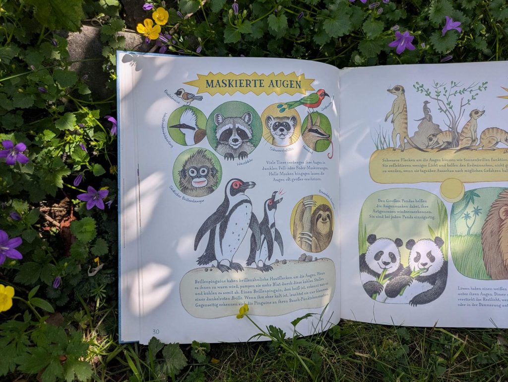 Der Riesen-Kalmar hat die größten der Welt, die der Margays leuchten wie bei allen Katzen im Dunkeln und der Adler nimmt mit ihnen viel mehr Bilder in einer Sekunde wahr als Menschen! Die Rede ist von außergewöhnlich-guten Sehorganen, die in „Geniale Augen – Eine kuriose Tiersammlung“ gezeigt werden. Im dritten Buch von Lena Anlauf und Vitali Konstantinov werden jeden Menge Tiere aus aller Welt und ihre ungewöhnlichen Seheigenschaften als Portrait vorgestellt. Ein reich bebildertes Sachbuch mit tierischen Fakten zum Schmunzeln und Staunen für alle Tierfans ab 5 Jahren.
