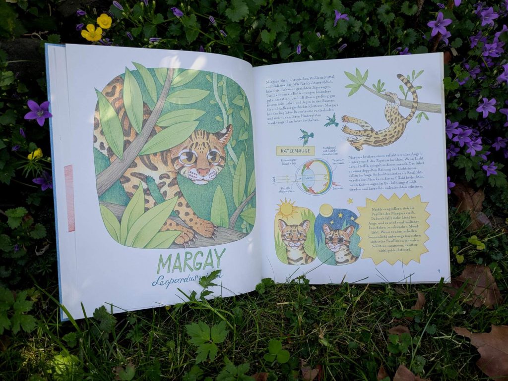 Der Riesen-Kalmar hat die größten der Welt, die der Margays leuchten wie bei allen Katzen im Dunkeln und der Adler nimmt mit ihnen viel mehr Bilder in einer Sekunde wahr als Menschen! Die Rede ist von außergewöhnlich-guten Sehorganen, die in „Geniale Augen – Eine kuriose Tiersammlung“ gezeigt werden. Im dritten Buch von Lena Anlauf und Vitali Konstantinov werden jeden Menge Tiere aus aller Welt und ihre ungewöhnlichen Seheigenschaften als Portrait vorgestellt. Ein reich bebildertes Sachbuch mit tierischen Fakten zum Schmunzeln und Staunen für alle Tierfans ab 5 Jahren.