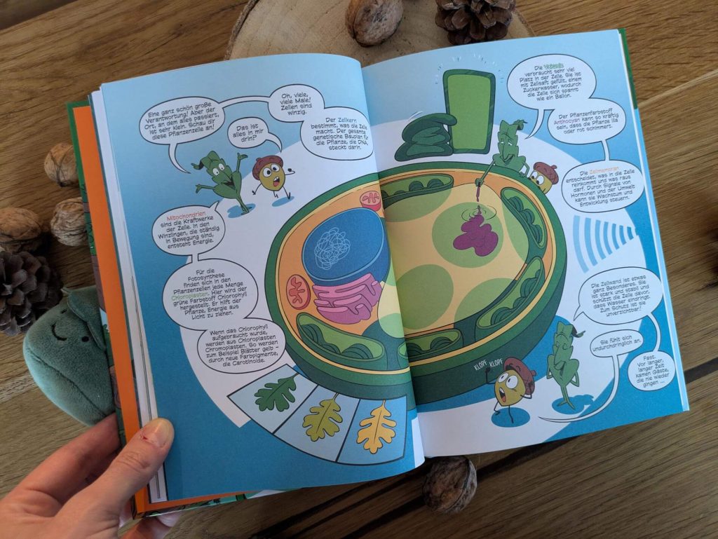 Die kleine Eichel will auf keinen Fall Wurzeln schlagen und ein Baum werden. An einer Stelle stehen und nichts tun - das wäre doch viel zu langweilig! Bis Frosch, Käfer, Specht, Eichhorn und andere Waldbewohner kommen und ihr erzählen, wie spannend das Leben als Baum wirklich ist. Wusstet ihr, dass Bäume lernen und auf ihre Umgebung reagieren können? Oder dass sie mit anderen Bäumen kommunizieren und sich gegenseitig Nahrung schicken? Andy Hirschs erzählendes Sach-Comic „Im Reich der Bäume“ aus der Reihe „Superbrain Comics“ nimmt Kinder ab 9 Jahren mit auf eine spannende Reise vom Wurzelwachstum und Pilznetzwerk bis hin zum Zellaufbau und der Photosynthese. 