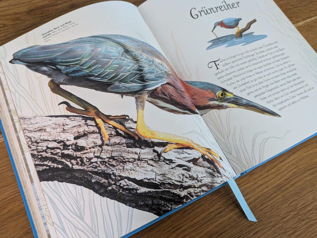 Wusstest du, dass bei den Emus die Väter die Jungen großziehen? Oder dass Kolibris die einzigen Vögel sind, die rückwärts fliegen können? In "Wunderwelt der Vögel" von Ben Horare begibt man sich auf farbenfrohe Expedition in die Vogelwelt. Mit Wissen über Federn, Eier, Nestbau und Abstammungen sowie Fakten zu 90 Vogelarten bekommt man dabei einen faszinierenden Einblick in die farbenprächtige Vielfalt der gefiederten Tiere. Vom stattlichen Hahn, über die geheimnisvolle Eule bis zum eleganten Eistaucher - ein wunderschön illustriertes Bilderbuch für junge Naturfans.