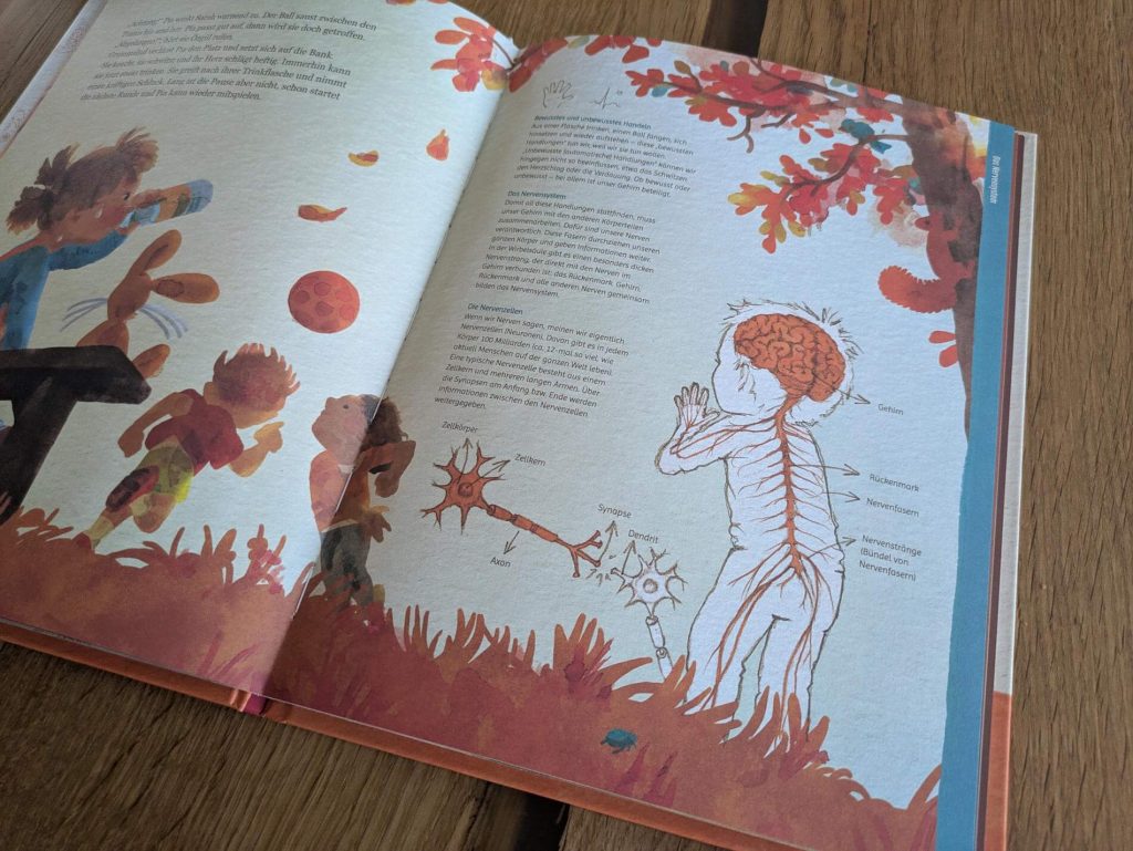 Ob draußen beim Spielen, beim Hausaufgabenmachen, Kochen und sogar Schlafen - den ganzen Tag arbeitet unser Gehirn. Doch was unterscheidet Reflexe und Reaktionen? Wie lernen wir? Und warum werden ältere Menschen vergesslich oder dement? "Was mir mein Kopf erzählt" von Julia M. Nagy mit Aquarell-Illustrationen von Bine Prenz nimmt uns anhand verschiedener Situationen aus dem Kinderalltag mit zu den spannenden Aufgaben und Funktionen des Gehirns. Ein erzählendes Sachbuch, in dem Pia und ihr großer Bruder Toni auf jeder Doppelseite ein Thema rund ums Merken, Vergessen und Handeln unter die Lupe nehmen. 