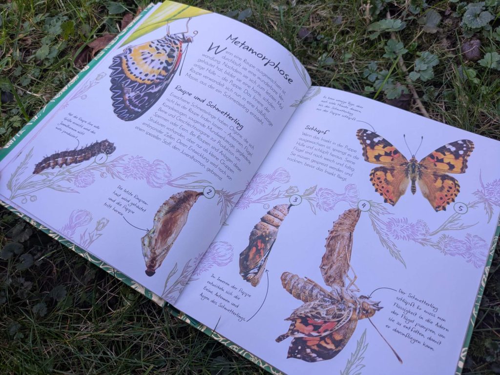 Wie wird aus einer Raupe ein Schmetterling? Wie sieht eigentlich ein Eichen-Prozessionsspinner aus? Und wie verbreitet ist der Distelfalter? In "Wundervolle Welt - Kleine Schätze: Schmetterlinge" von Richard Jones kann man 100 Tag- und Nachtfalter anhand von Steckbriefen und wunderschönen Illustrationen von Angela Rizza und Daniel Longin bestaunen. Ein Naturführer für Kinder ab 8 Jahren und junge Erwachsene.