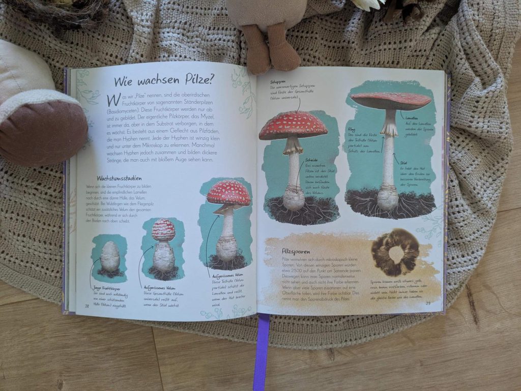 Ich liebe es durch den Herbstwald zu streifen und nach Pilzen Ausschau zu halten. Steinpilz, Pfifferling oder Parasol: diese sind recht einfach zu erkennen. Doch was macht einen Karbol-Champignon, einne Birken-Porling oder einen Tintenfischpilz aus? In dem neuen Pilz-Buch aus der Reihe "Wundervolle Welt - kleine Schätze" kann man rund 100 Pilzarten nachschlagen und bestaunen. Dazu gibt es reichlich Wissen rund um Baumpilze, Fruchtkörper-Formen und dem Leben von Pilzen zu erfahren. Ein praktvoller Naturführer mit Goldprägung und Lesebändchen, der in jede Tasche passt – für naturbegeisterte Kinder ab 8 Jahren und alle Pilzliebhaber:innen.